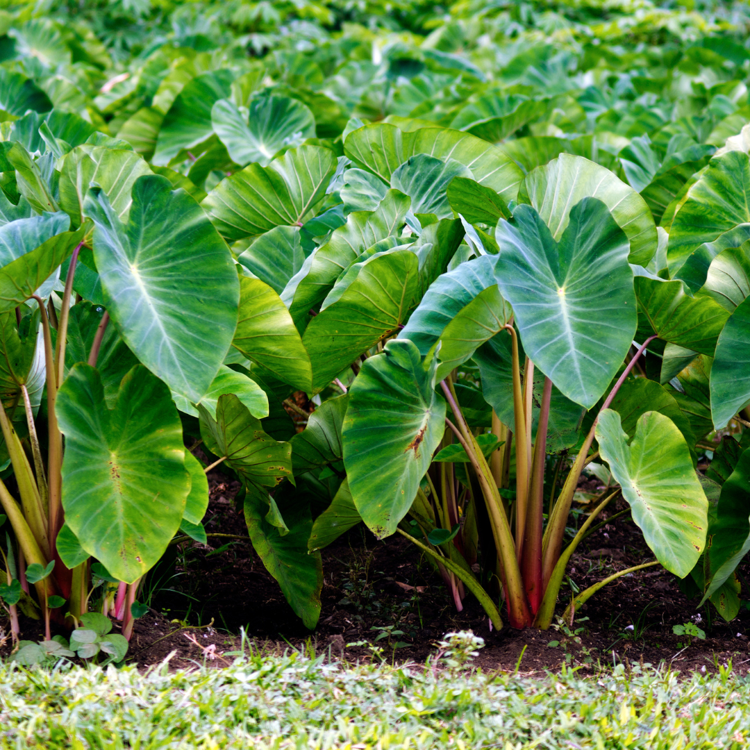 Kalo / Taro Plant (Edible)