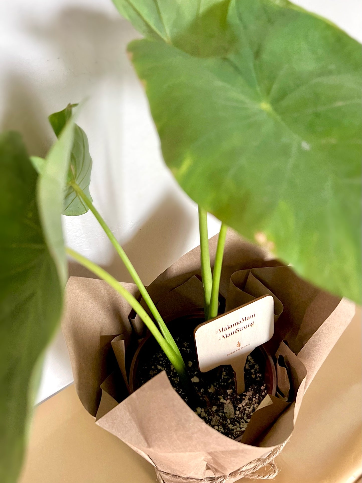 Kalo / Taro Plant (Edible)