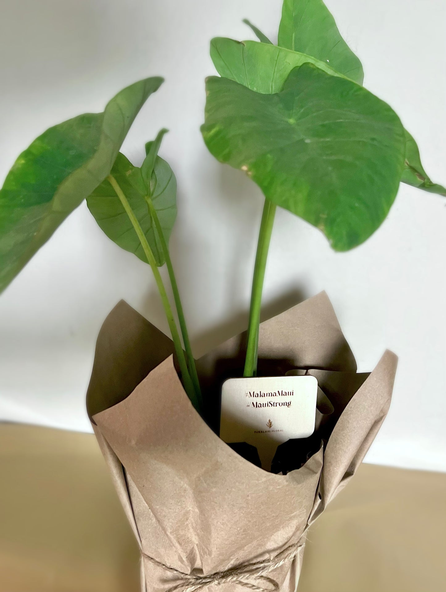 Kalo / Taro Plant (Edible)