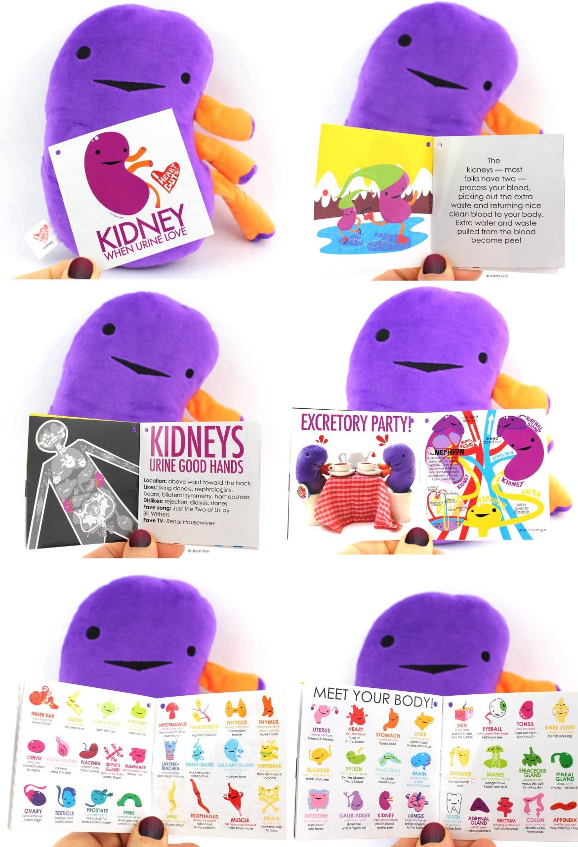 Kidney “When urine love”