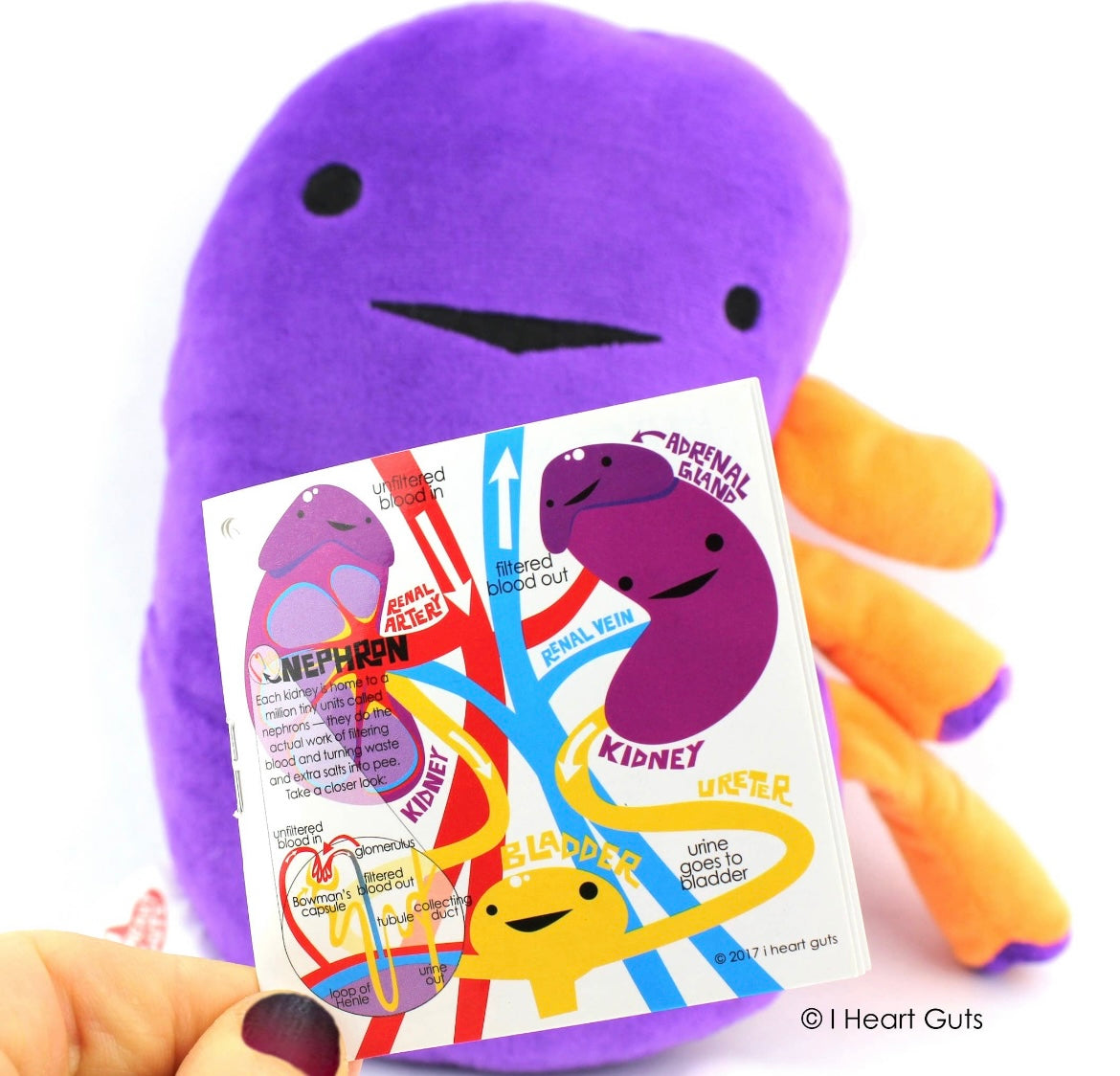 Kidney “When urine love”