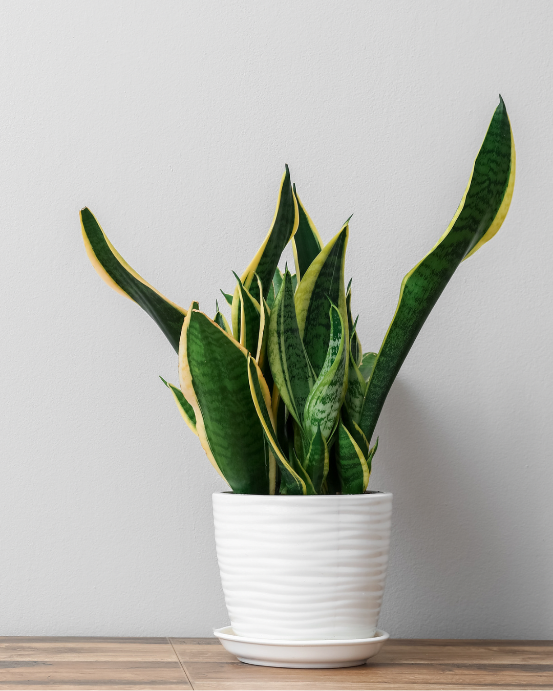 Snake Plant