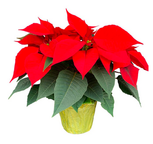 Red Poinsettia