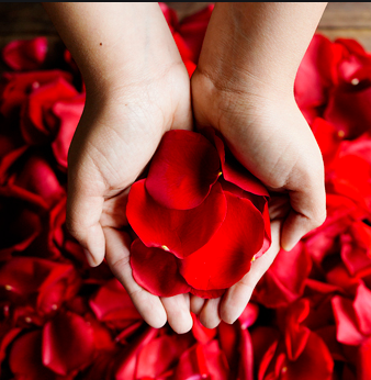 Rose Petals