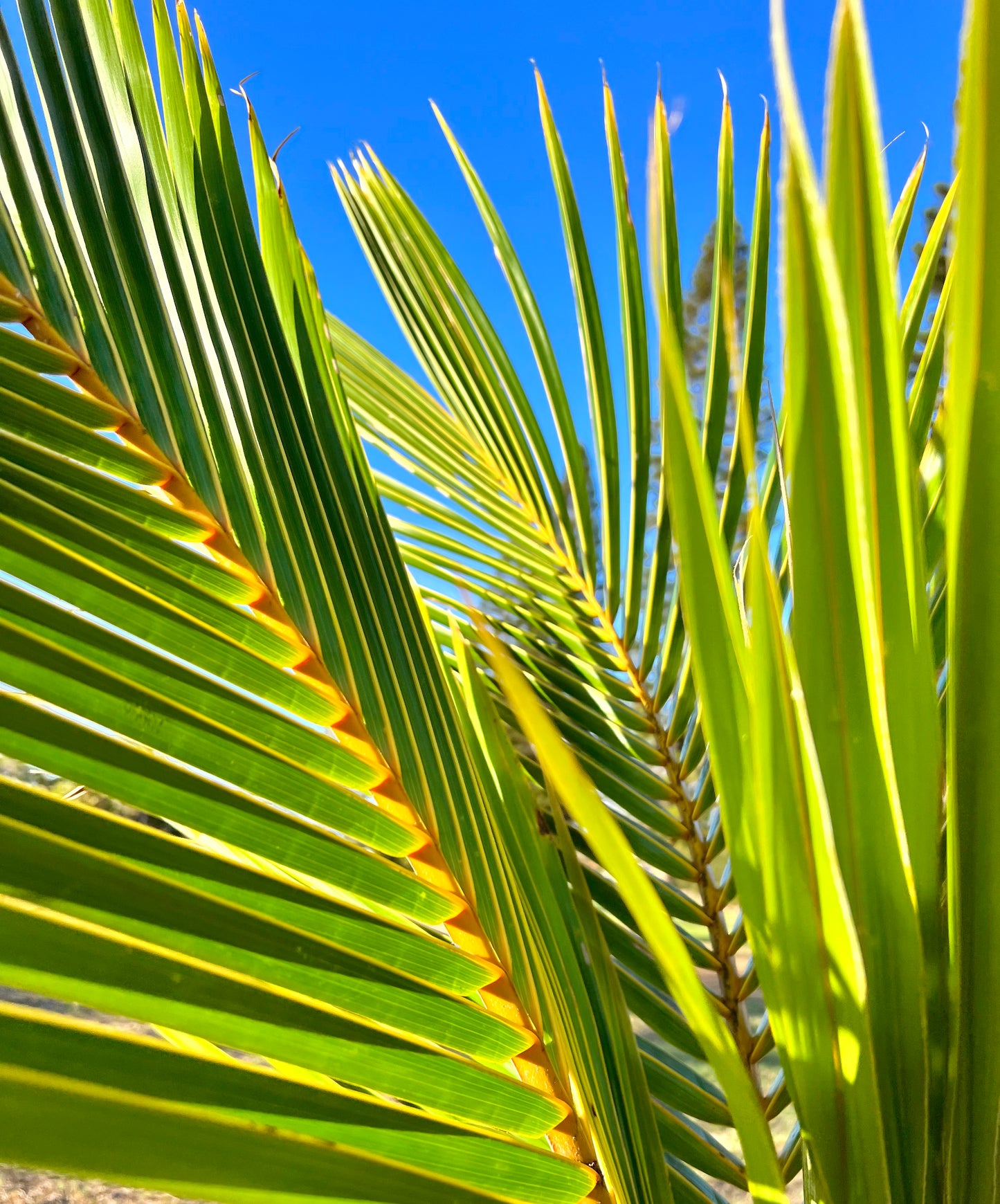 Golden Dwarf Coconut Trees