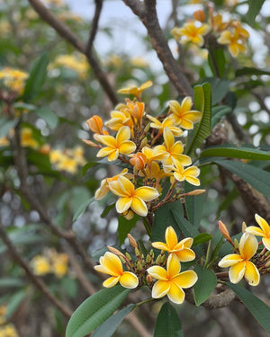 Plumeria Cutting