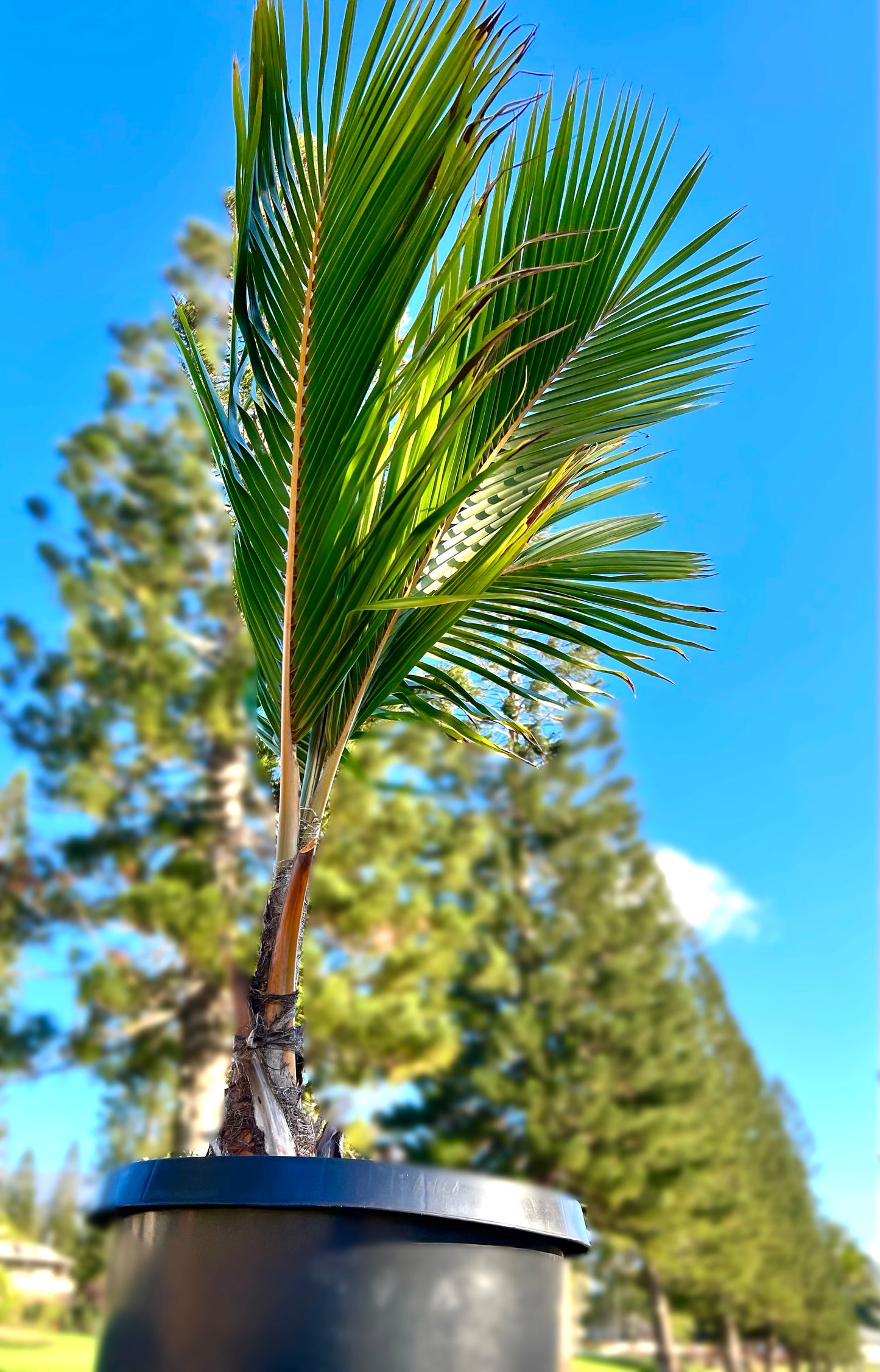 Golden Dwarf Coconut Trees