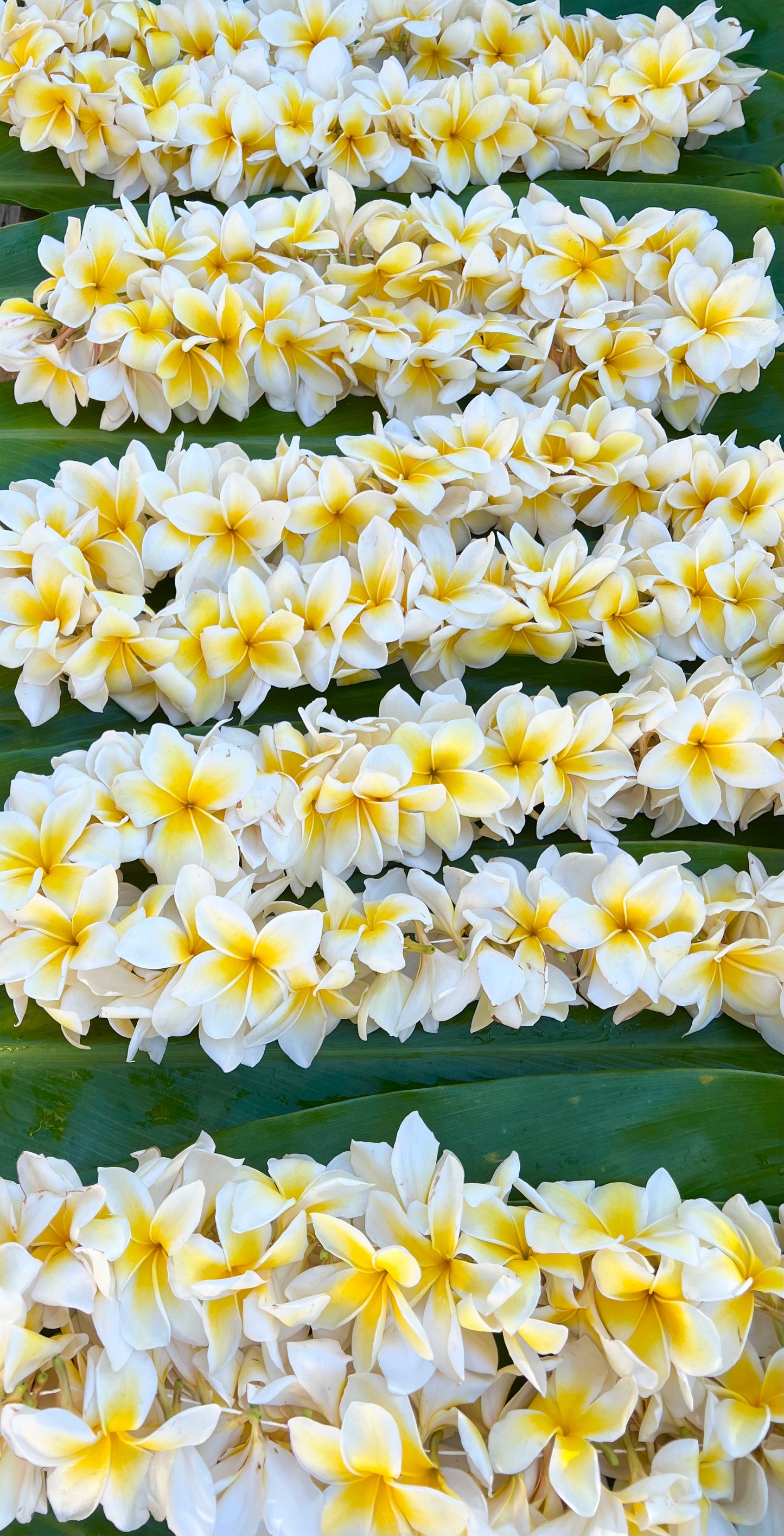 Lei's ~ Click here to select Lei of Choice